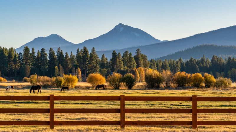 Wooden Ranch Fence